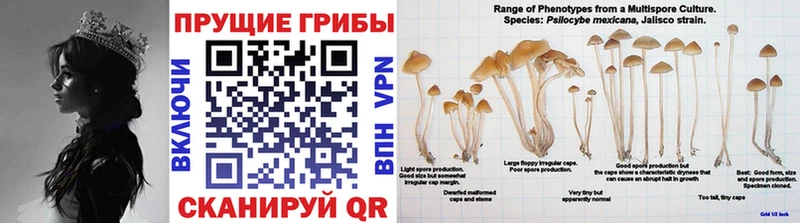 Купить закладки  Пущино  Галлюциногенные грибы мухоморы 